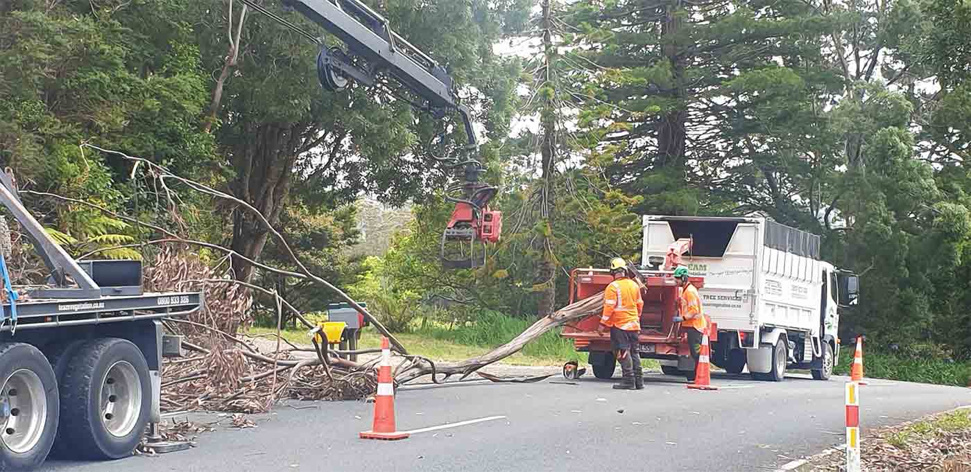 tree-services-team-vegetation